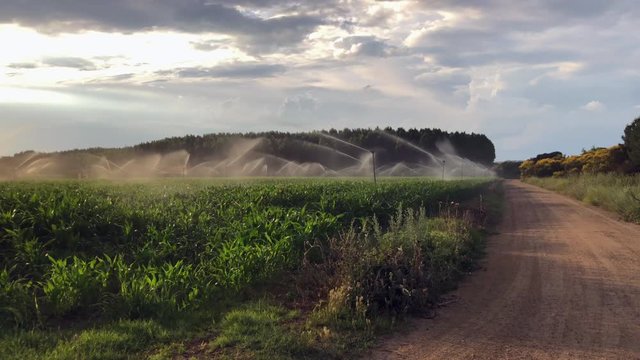 Watering corn crop at sunset