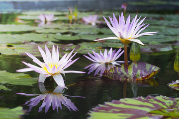 Beautyful purple water lily and green leaves with reflection in the pond.