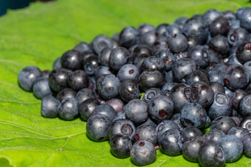 Heidelbeeren