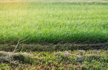 lawn and cut of wet.