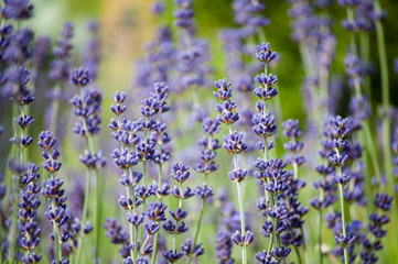 Obraz premium Lavender flowers close up field with green background