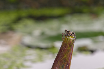 A jumping spider in nature background.macro spider,eyes focus.