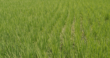 Obraz premium Fresh Paddy rice field in Taiwan, Yilan