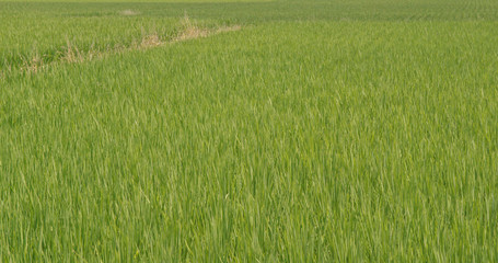 Obraz na płótnie Canvas Fresh Paddy rice field and road in Taiwan, Yilan