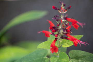 Red Flowers