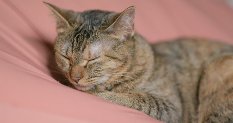 Cute lovely cat sleeping on bed