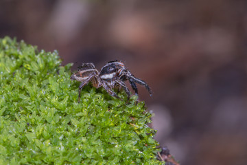 A jumping spider in nature background.macro spider,eyes focus.