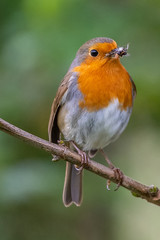 European robin (Erithacus rubecula) catching an insect in its bi