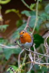 European robin (Erithacus rubecula) catching an insect in its bi