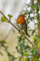 European robin (Erithacus rubecula) catching an insect in its bi