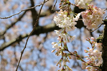 Cherry Blossom