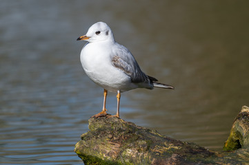 Black-headed gull (Chroicocephalus ridibundus). Adult winter plumage.