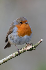 European robin (Erithacus rubecula)