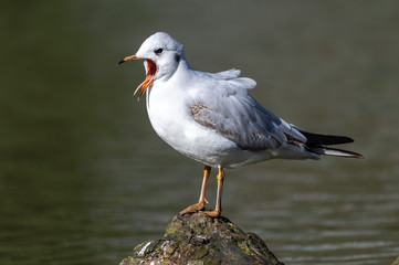 Black-headed gull (Chroicocephalus ridibundus). Adult winter plumage.
