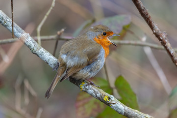European robin (Erithacus rubecula) singing