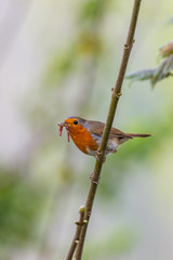 European robin (Erithacus rubecula) catching an worm in its bills