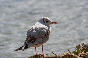 Fototapeta premium Black-headed gull (Chroicocephalus ridibundus). Adult winter plumage.