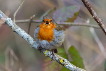 European robin (Erithacus rubecula) singing