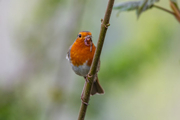 European robin (Erithacus rubecula) catching an worm in its bills