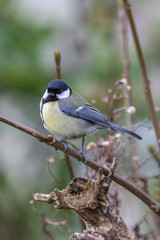 Great tit (Parus major)