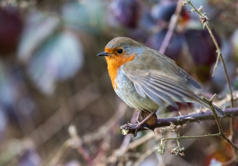 European robin (Erithacus rubecula)