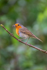 European robin (Erithacus rubecula) catching an insect in its bills