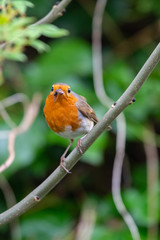 European robin (Erithacus rubecula) catching an worm in its bills