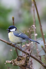 Great tit (Parus major)