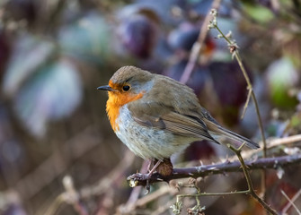 European robin (Erithacus rubecula)