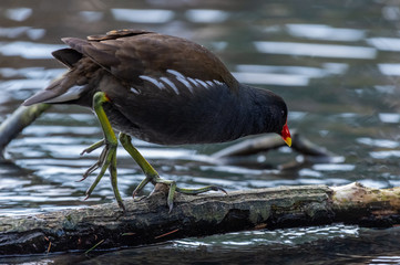 Common Moorhen (Gallinula chloropus)