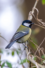 Great tit (Parus major)