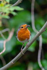 European robin (Erithacus rubecula) catching an worm in its bills
