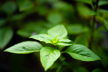 asian vegetable basil leaf.closeup basil leaf for cook.fresh basil leaves from Thailand.basil garden.put forth leaves.be in bud.