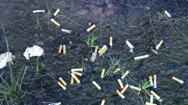 Cigarette butts in mud