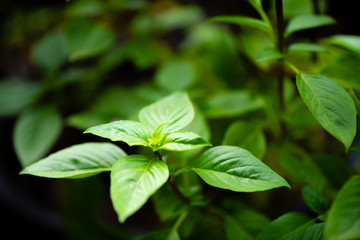 asian vegetable basil leaf.closeup basil leaf for cook.fresh basil leaves from Thailand.basil garden.put forth leaves.be in bud.