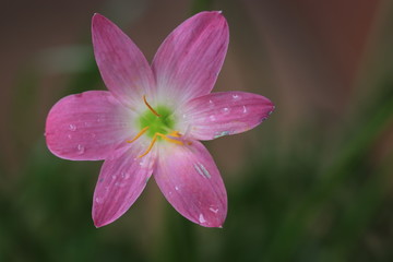 Transparency pink flower on green background