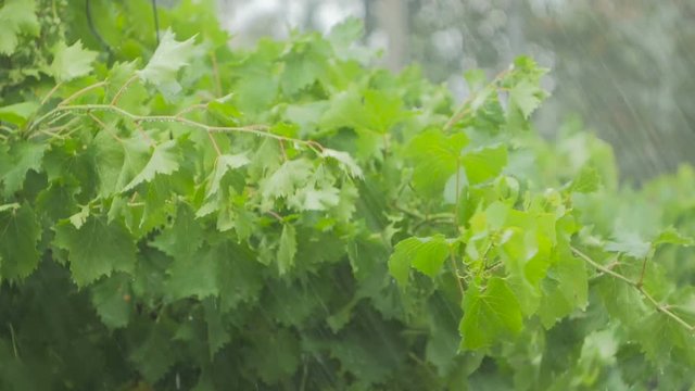 The vine and green leaves of the grapes stagger under a heavy rain and wind