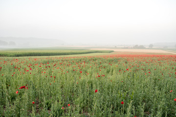 landscape of poppies