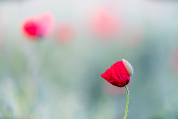 Obraz premium zamknąć się z maku