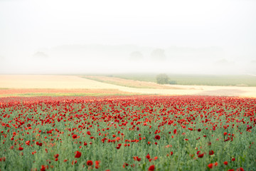 landscape of poppies