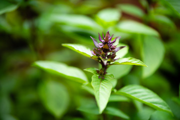 asian vegetable basil leaf.closeup basil leaf for cook.fresh basil leaves from Thailand.basil...