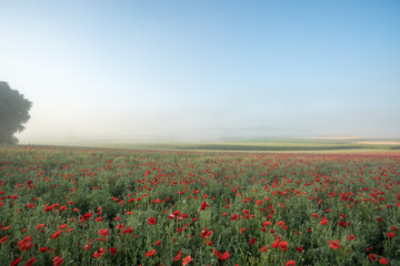 landscape of poppies