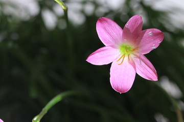 Transparency pink flower on green background