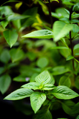 asian vegetable basil leaf.closeup basil leaf for cook.fresh basil leaves from Thailand.basil garden.put forth leaves.be in bud.