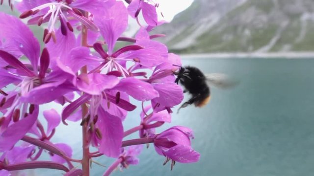 Closeup of a humblebee on a flower in superslowmotion. Captured in the alps at a beautiful lake.