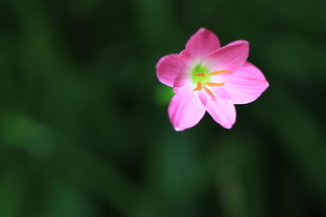 Fototapeta premium Transparency pink flower on green background