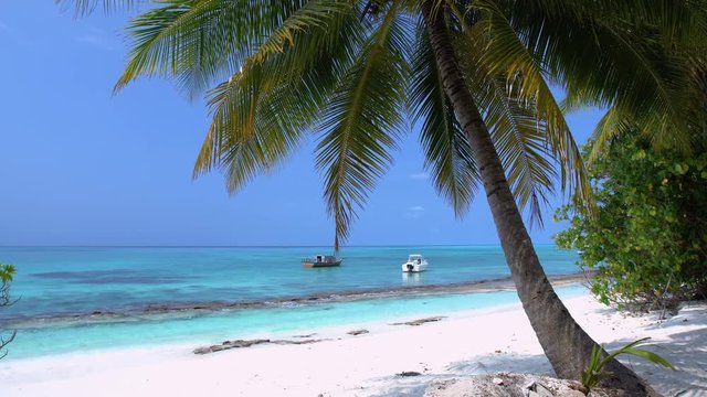 Yachts and speedboats shipping at the sea. View from Maldives island through coconut palm tree
