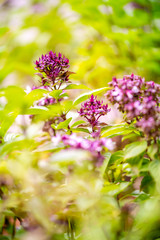 asian vegetable basil leaf.closeup basil leaf for cook.fresh basil leaves from Thailand.basil garden