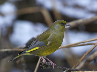 European greenfinch (Chloris chloris)