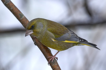 Fototapeta premium European greenfinch (Chloris chloris)